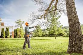 Best Tree Removal  in Manchaca, TX