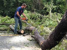 How Our Tree Care Process Works  in  Manchaca, TX